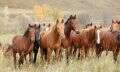 кража лошадей в кизильском районе