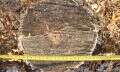 незаконная рубка деревьев в кизильском районе